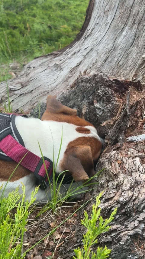 Jack Russell Terrier Digging Tree Root Stock Footage 337975592