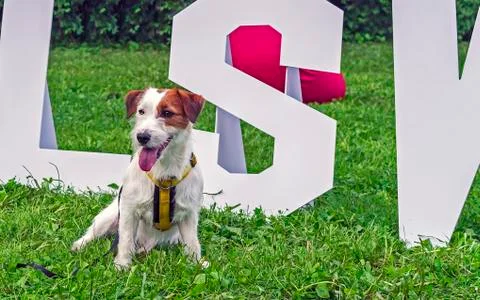 Jack Russell Terrier Dog on the background of green grass. Stock Photos