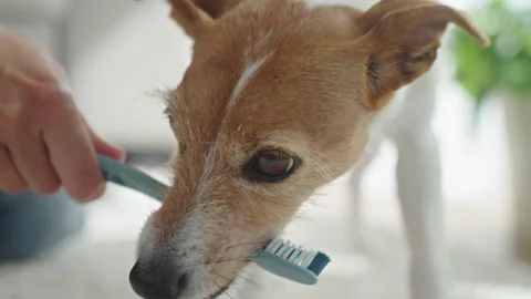 Jack Russell terrier dog biting toothbrush during teeth brushing at home Stock Footage 345453390