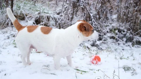 Jack Russell Terrier dog chews something with pleasure, standing in the snow. Stock Footage 166266344