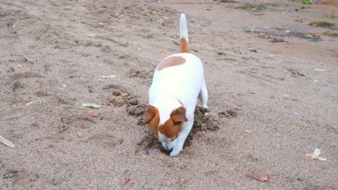 Jack Russell Terrier dog digging a hole in the sand with its paws, tail wagging Stock Footage 164165666