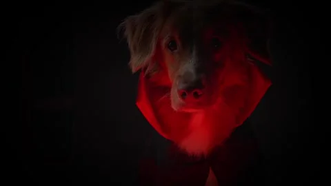 Jack Russell Terrier dog in dramatic red Halloween lighting Stock Footage 347513808