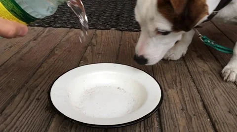 Jack Russell Terrier dog drinking water. Slow motion Stock Footage 67186587