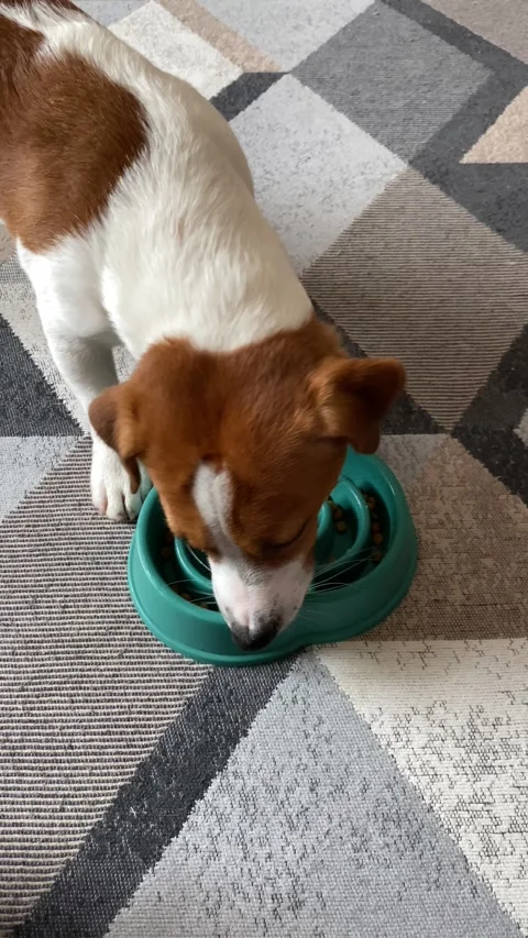 Jack Russell Terrier dog eats dry food from a special slow feeder bowl Stock Footage 304632518
