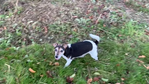 Jack Russell Terrier Dog Exploring Garden - Day Stock Footage 169619537