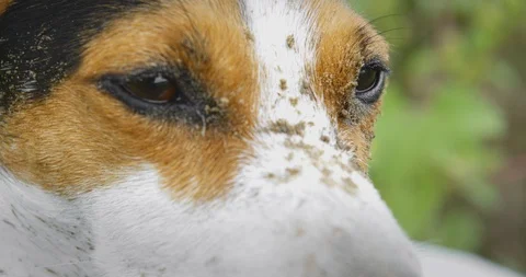 Jack Russell Terrier dog face with sand Stock-Footage 117433035