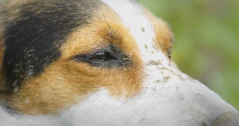 Jack Russell Terrier dog face with sand Video stock 117433401