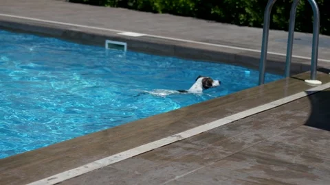 Jack Russell Terrier Dog getting out of Swimming Pool water at summer day, 4k Stock Footage 282861955