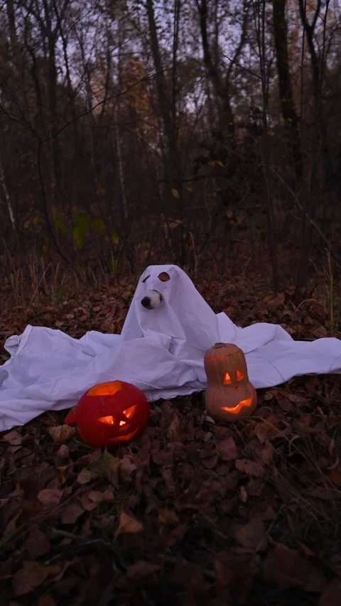 Jack Russell Terrier dog in a ghost costume for Halloween in the woods. Stock Footage 286820724
