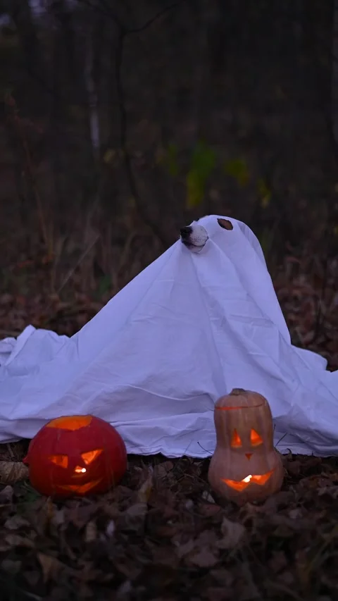 Jack Russell Terrier dog in a ghost costume for Halloween in the woods. Stock Footage 287642820