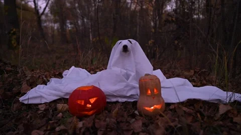 Jack Russell Terrier dog in a ghost costume for Halloween in the woods. Stock Footage 287642849