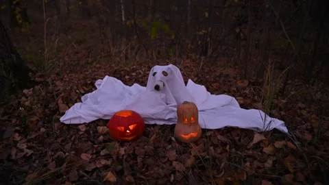 Jack Russell Terrier dog in a ghost costume for Halloween in the woods. Vídeos de archivo 288381883
