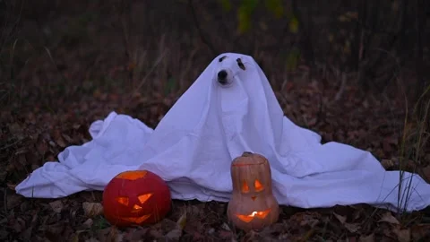 Jack Russell Terrier dog in a ghost costume for Halloween in the woods. Stock Footage 315698163