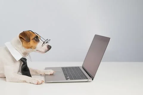 Jack russell terrier dog in glasses and tie works on laptop on white background. Stock Photos