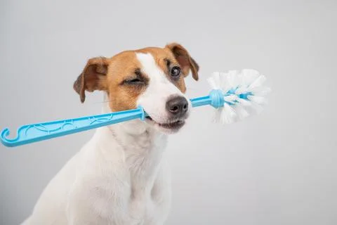 Jack russell terrier dog holds a blue toilet brush in his mouth. Plumbing Stock Photos