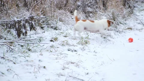 A Jack Russell Terrier dog jumping for a ball on a snowy path in a winter park. Stock Footage 166266055