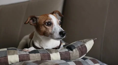 Jack Russell Terrier dog lying couch, falls asleep Stock Footage 66478403