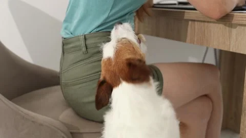 Jack Russell Terrier dog pulls out a toy from the owner's pocket. Stock Footage 244447824