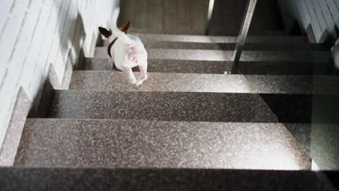 Jack Russell Terrier Dog Walking Down Stairs at Night, Indoors. White and b.. Video stock 331971237