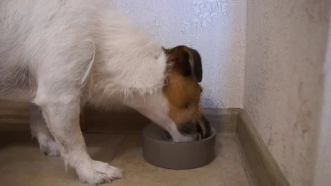 Jack Russell Terrier eats Stock Footage 81386963