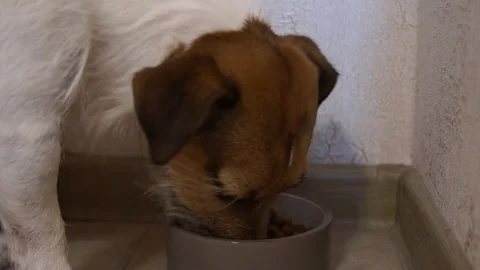 Jack Russell Terrier eats Stock Footage 81504143