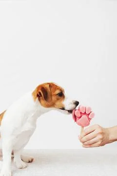 The Jack Russell Terrier eats ice cream on a white background Stock Photos