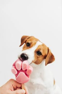 The Jack Russell Terrier eats ice cream on a white background Stock Photos