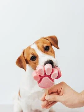 The Jack Russell Terrier eats ice cream on a white background Stock Photos