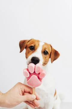 The Jack Russell Terrier eats ice cream on a white background Stock Photos