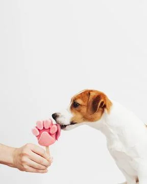 The Jack Russell Terrier eats ice cream on a white background Stock Photos