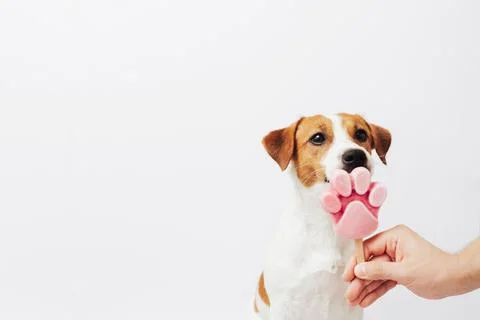 The Jack Russell Terrier eats ice cream on a white background Stock Photos