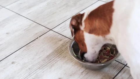 Jack russell terrier eats raw meat with vegetables. natural nutrition of pet Stock Footage 310888434