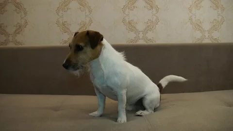 Jack Russell Terrier executes commands Stock Footage 80947334