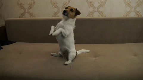 Jack Russell Terrier executes commands Stock Footage 81124566