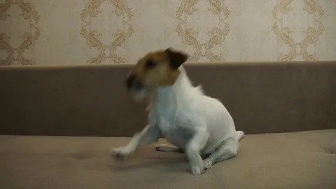 Jack Russell Terrier executes commands Stock Footage 81167964