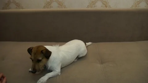 Jack Russell Terrier executes commands Stock Footage 81168015