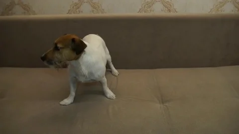 Jack Russell Terrier executes commands Stock Footage 81253025