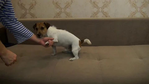 Jack Russell Terrier executes commands Stock Footage 81386933