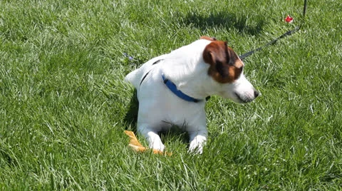 Jack Russell Terrier Video stock 23032384