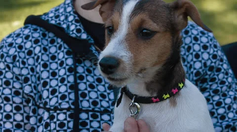 Jack Russell Terrier Stock Footage 24275684