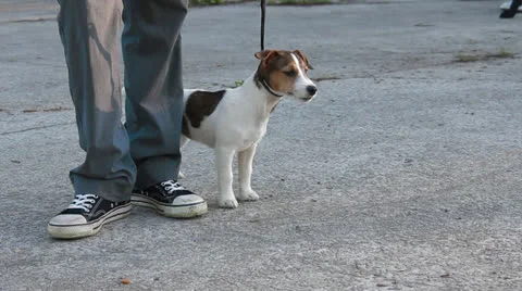 Jack Russell Terrier Stock Footage 24275860