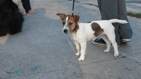 Jack Russell Terrier Stock Footage 24275886