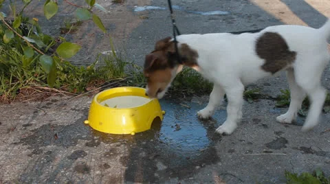 Jack Russell Terrier Stock Footage 24275906