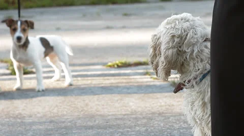 Jack Russell Terrier Stock Footage 24275953
