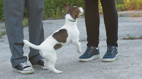 Jack Russell Terrier Stock Footage 24276002