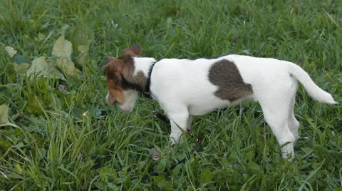 Jack Russell Terrier Stock Footage 24276058