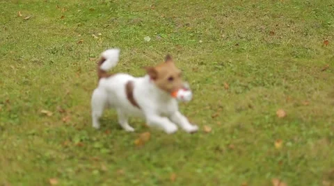 Jack Russell Terrier Stockbeeldmateriaal 47654493