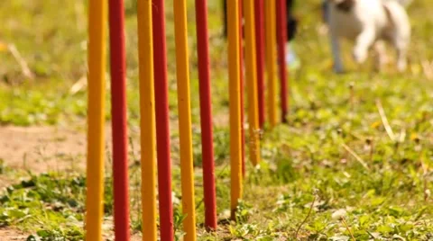 Jack russell terrier Stock Footage 50921452