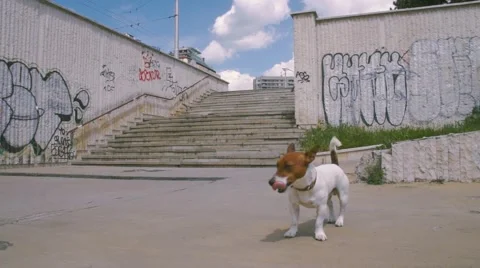 Jack Russell Terrier Stock Footage 63426409