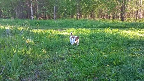 Jack russell terrier Stock Footage 201989615